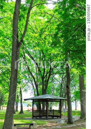 新緑が美しい公園 130305667