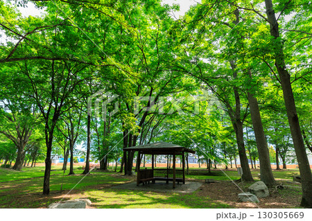 新緑が美しい公園 130305669