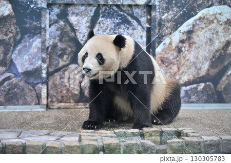 ファンサービス中の明浜 ファンサービス中の明浜 130305783