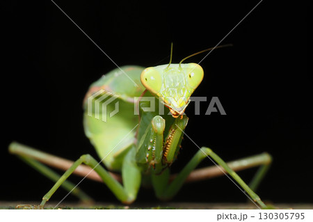 ムネアカハラビロカマキリの幼虫 130305795