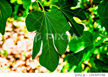 Green leaves hanging from a fig tree, fig tree on the path in Retama Park in Alcala de Guadaira 130305796