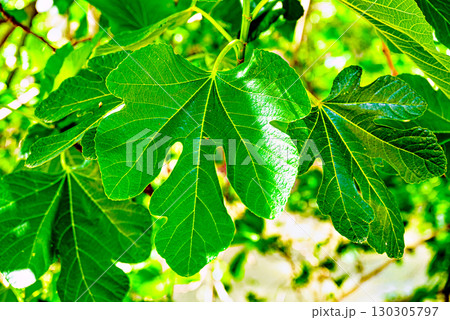 Green leaves hanging from a fig tree, fig tree on the path in Retama Park in Alcala de Guadaira Green leaves hanging from a fig tree, fig tree on the path in Retama Park in Alcala de Guadaira 130305797
