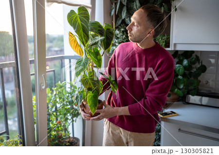 Man florist examing leaves of Philodendron Splendid houseplant, inspects for presence of plant pests Man florist examing leaves of Philodendron Splendid houseplant, inspects for presence of plant pests 130305821