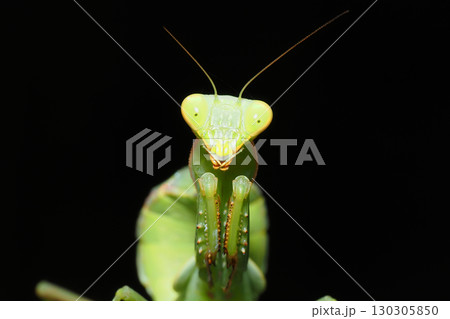ムネアカハラビロカマキリの幼虫 ムネアカハラビロカマキリの幼虫 130305850