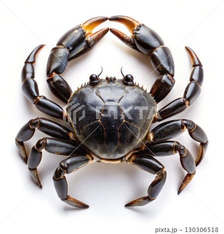 Black Crab on White Background. Generative AI 130306518