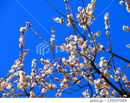 梅の花と青空の風景(2025年3月撮影) 梅の花と青空の風景(2025年3月撮影) 130307089