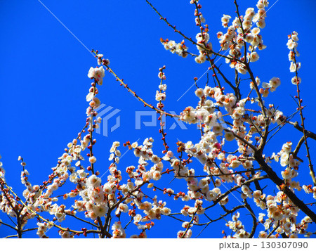 梅の花と青空の風景(2025年3月撮影) 梅の花と青空の風景(2025年3月撮影) 130307090