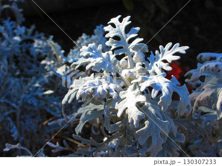 シロタエギクの白い葉の風景 130307233