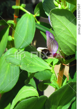 ソラマメの花が咲いている風景 ソラマメの花が咲いている風景 130307307