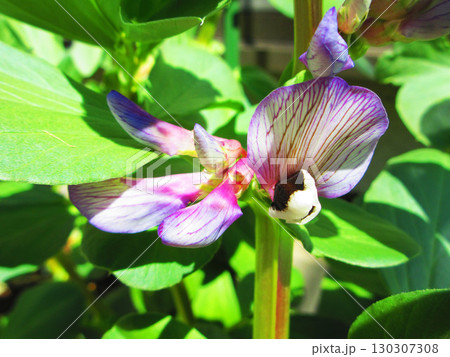 ソラマメの花が咲いている風景 130307308