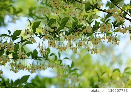 爽やか　エゴノキの花 130307788