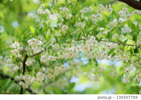 爽やか エゴノキの花 爽やか エゴノキの花 130307789