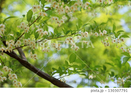 爽やか エゴノキの花 爽やか エゴノキの花 130307791