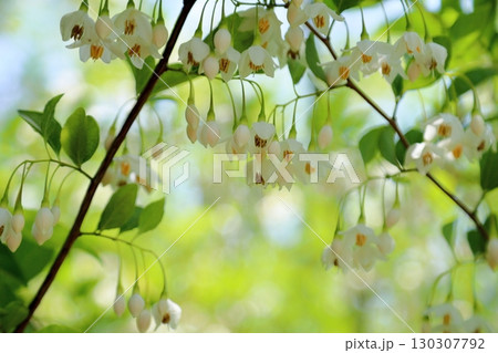 爽やか　エゴノキの花 130307792