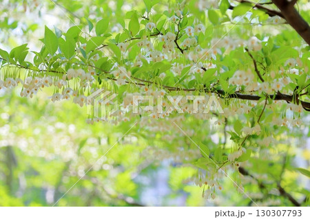 爽やか　エゴノキの花 130307793