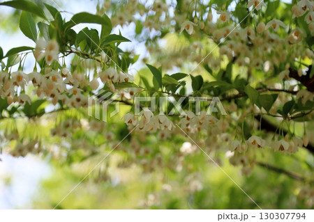 爽やか　エゴノキの花 130307794