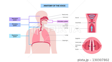 Anatomy of the voice 130307802