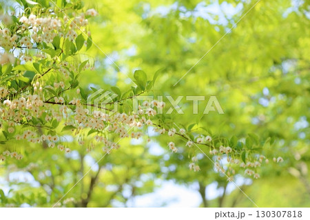 爽やか エゴノキの花 爽やか エゴノキの花 130307818