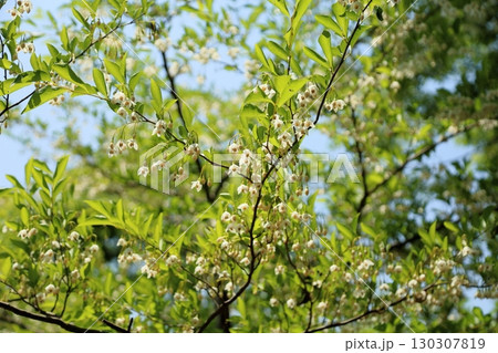 爽やか　エゴノキの花 130307819