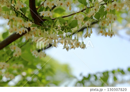爽やか エゴノキの花 爽やか エゴノキの花 130307820