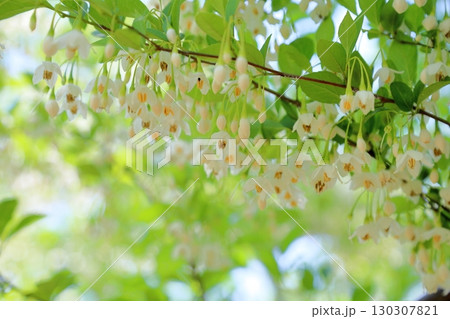 爽やか　エゴノキの花 130307821