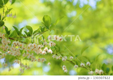 爽やか　エゴノキの花 130307822