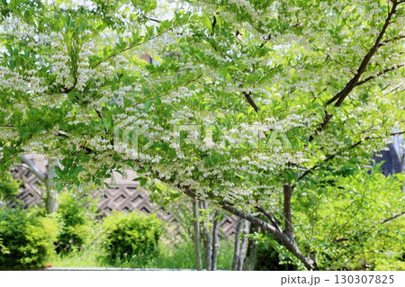 爽やか　エゴノキの花 130307825