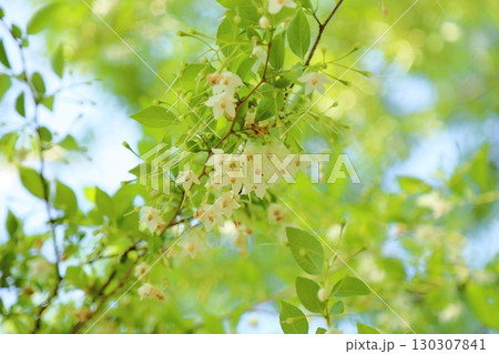 爽やか　　エゴノキの花 130307841