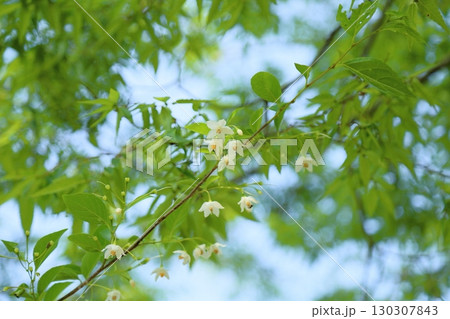 爽やか　エゴノキの花 130307843