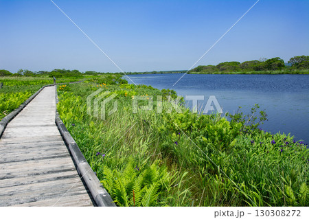 下サロベツ原生花園の探勝路 130308272