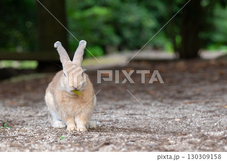 葉っぱを食べるウサギ 葉っぱを食べるウサギ 130309158