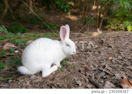 振り返る森の白い子うさぎ 130309167