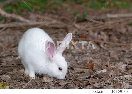 大久野島の白い子うさぎ 130309168