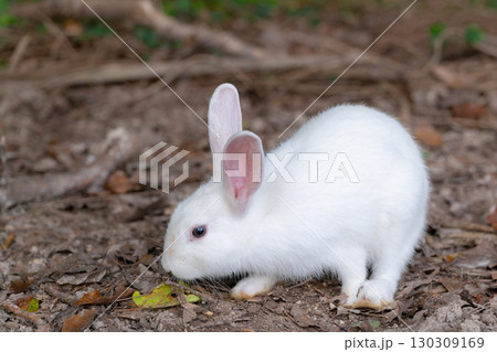 大久野島の白い子うさぎ 130309169