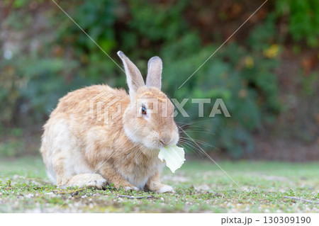 キャベツを食べるウサギ 130309190