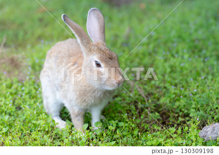 草原のウサギ 130309198