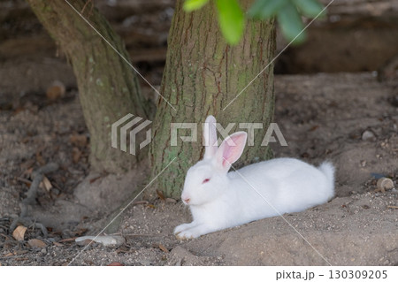 木蔭でお昼寝する白い子うさぎ 130309205