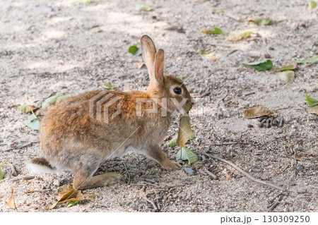 葉っぱをくわえて歩くウサギ 葉っぱをくわえて歩くウサギ 130309250
