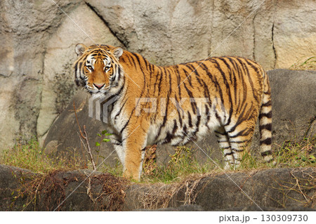 メスに振られて弱気なトラのオス 130309730