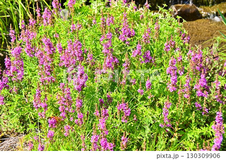 咲き誇るミソハギの赤紫色の花穂 咲き誇るミソハギの赤紫色の花穂 130309906