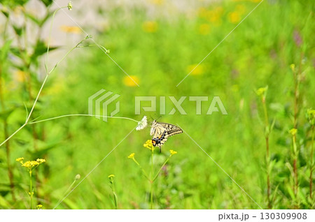吸蜜中のアゲハチョウ 130309908