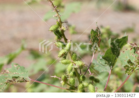 日なたの草原で実るオオオナモミ 日なたの草原で実るオオオナモミ 130311427