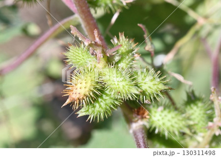 オナモミ(オオオナモミ)の実のクローズアップ オナモミ(オオオナモミ)の実のクローズアップ 130311498