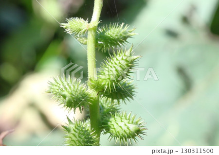 オナモミ（オオオナモミ）の実のクローズアップ 130311500