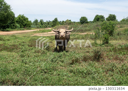 Raising buffalo to graze freely in the grasslands. 130311634
