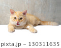 Cute orange cat crouching and stare straight ahead. 130311635