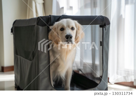 ソフトクレートから顔をのぞかせるゴールデンレトリーバー 130311734