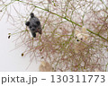 スモークツリーと羊毛フェルトの子犬　 130311773
