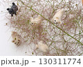 スモークツリーの花穂に集まるフェルトの子犬　 130311774