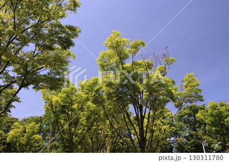 青空と新緑のケヤキの木 130311780